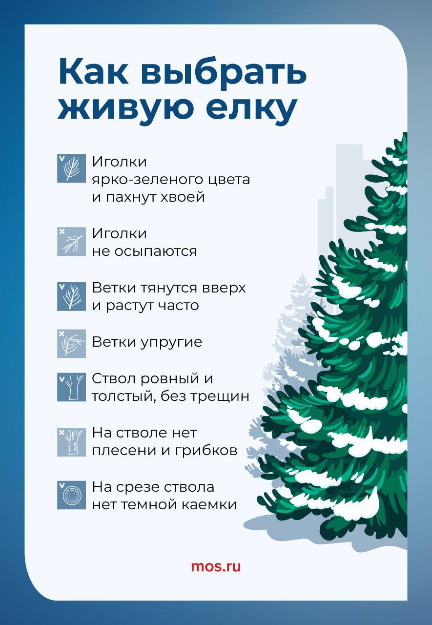 Как выбрать новогоднюю елку?🌲В Москве открылись елочные базары | Сетка — социальная сеть от hh.ru