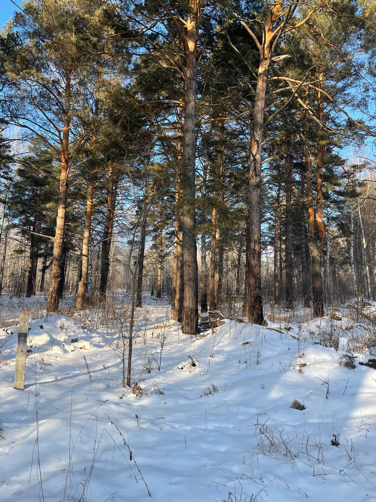 🏕️ Нейминг премиального глэмпинга в Новосибирской области | Сетка — социальная сеть от hh.ru
