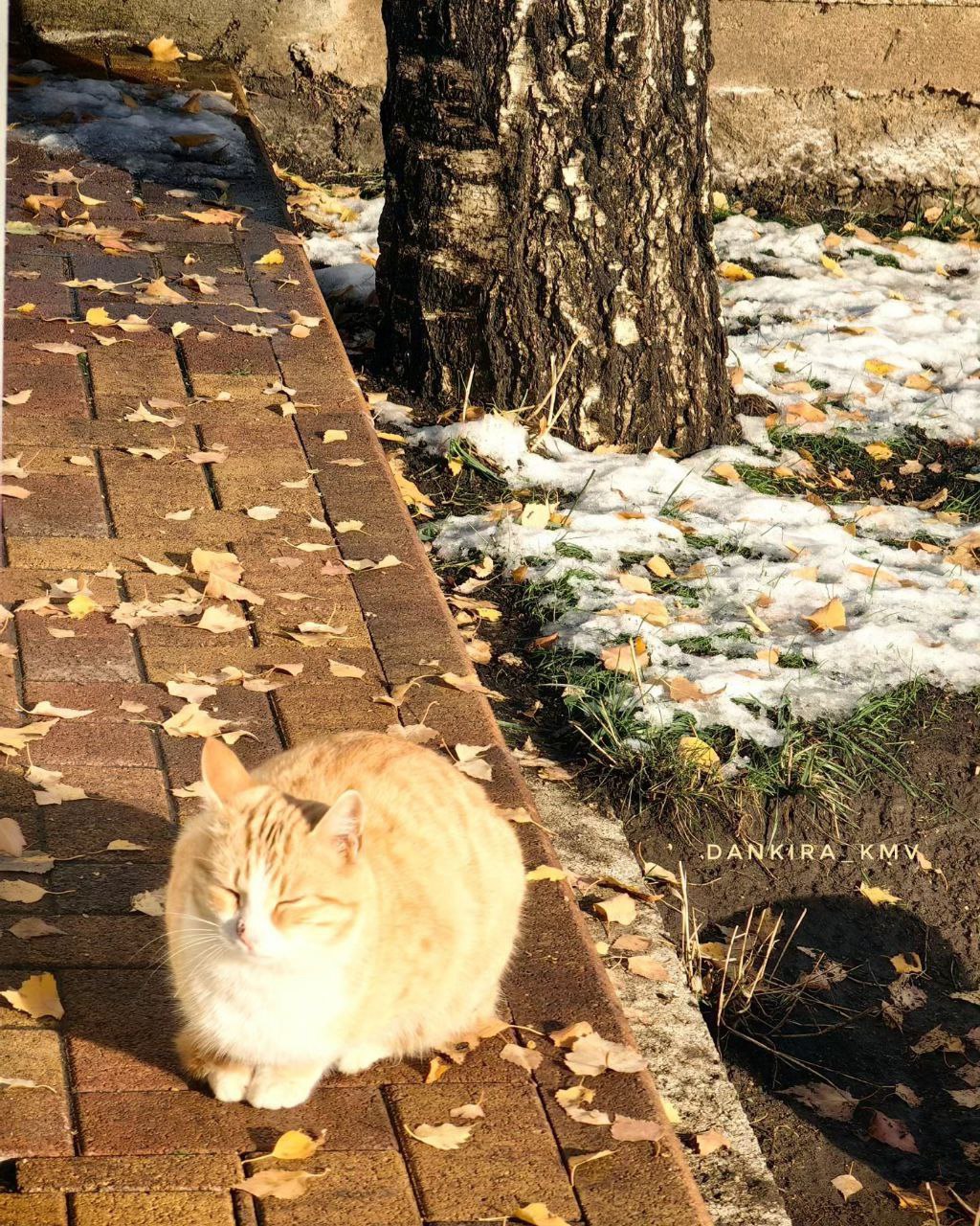 😻 Пушистые жители Кисловодска
📷 dankirakmv
@stavropolyevibe | Сетка — социальная сеть от hh.ru