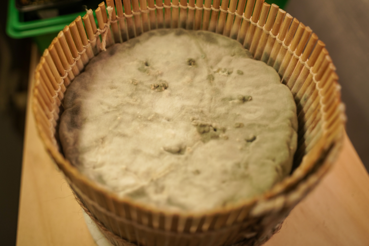 Сыр с плесенью или плесень с сыром? | Сетка — социальная сеть от hh.ru