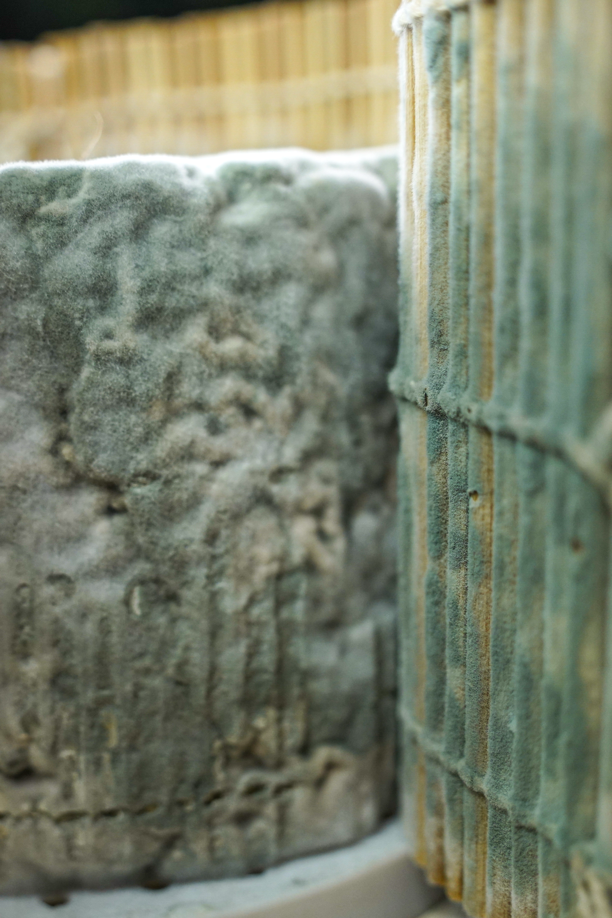 Сыр с плесенью или плесень с сыром? | Сетка — социальная сеть от hh.ru