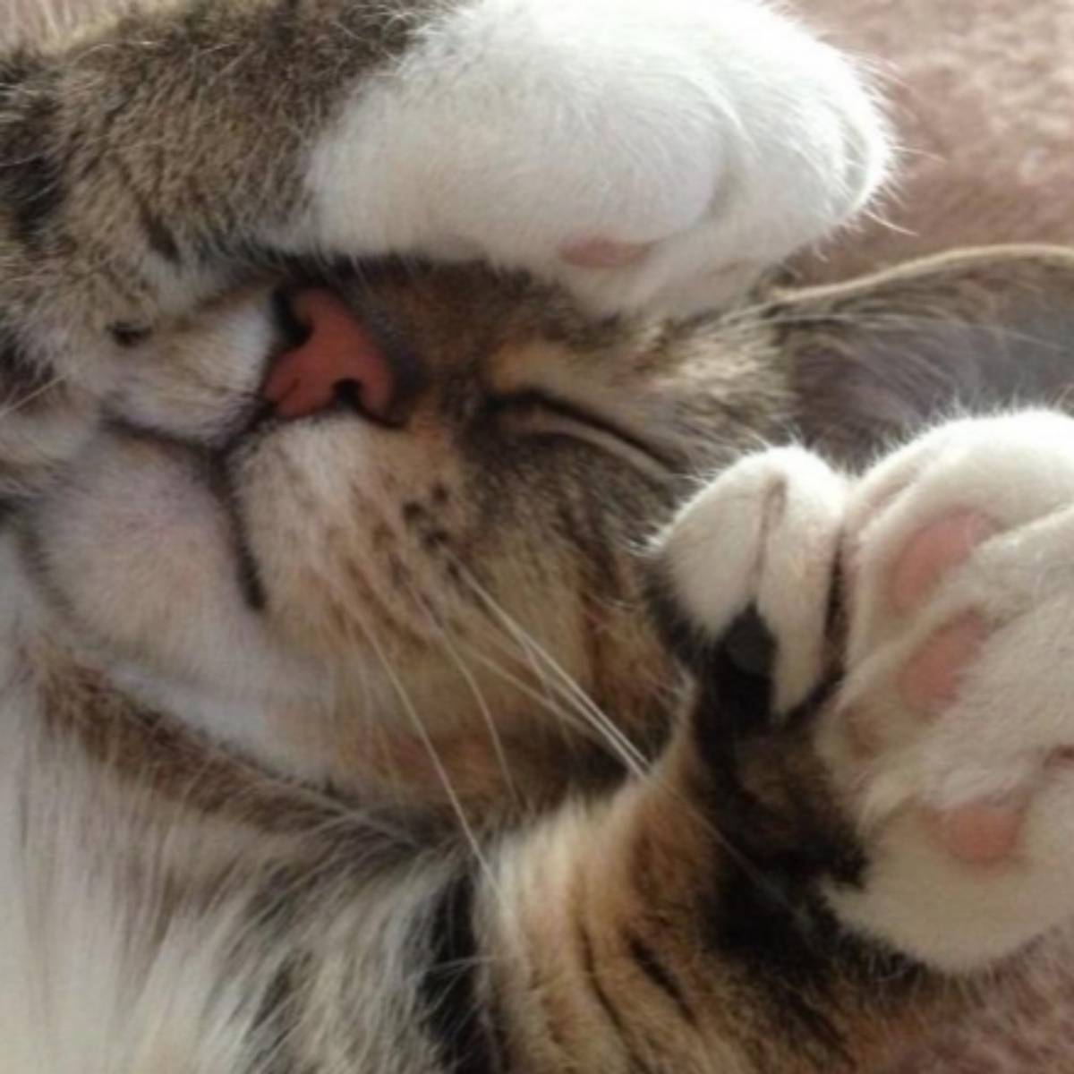 Анастасия Барашян