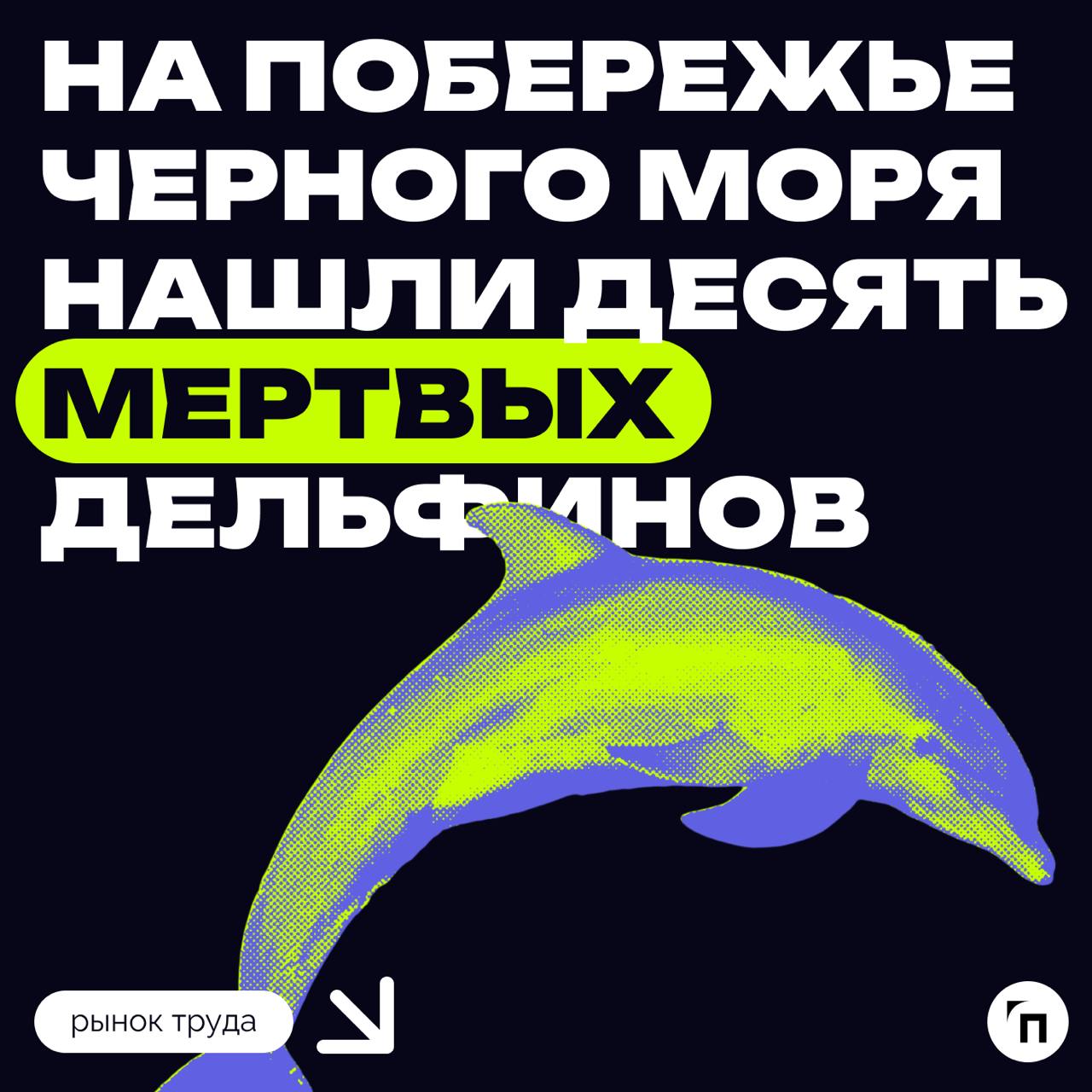 🐬 На побережье Черного моря после разлива мазута нашли уже десять мертвых дельфинов
Под Новороссийском на берегу Черного моря после разлива мазута нашли восемь мертвых дельфинов, сообщает научно-эколо... | Сетка — социальная сеть от hh.ru