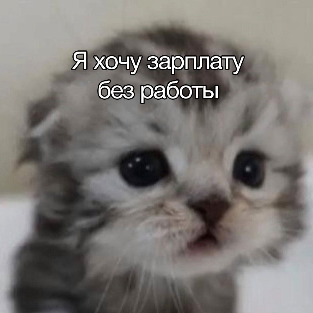 ➡️ отправь в телеге мем коллеге | Сетка — социальная сеть от hh.ru