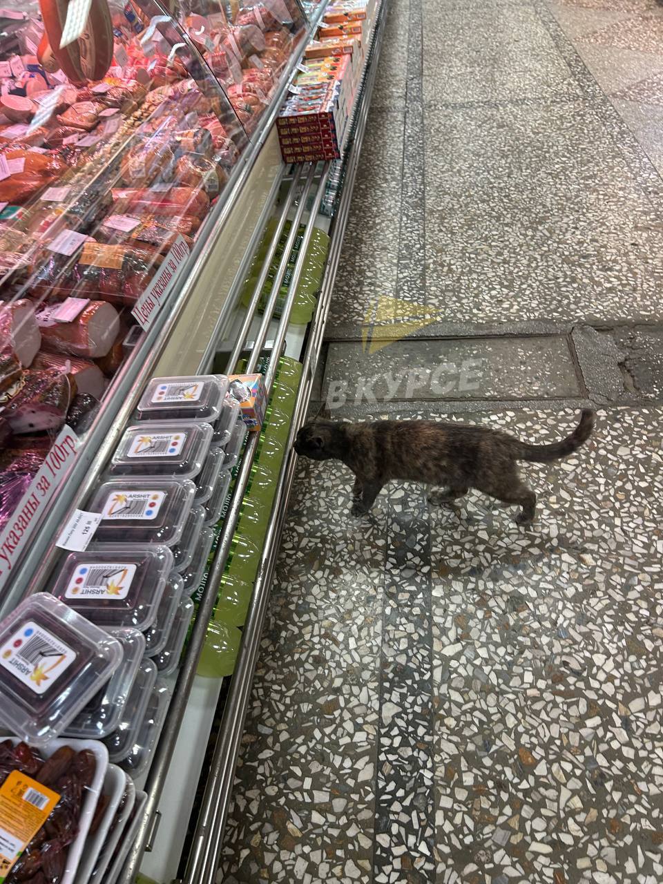 🐈В одном из магазинов Ставрополя заметили необычного покупателя
Это кошка. Она пришла выбирать колбасу для новогоднего стола.
📷@stavropolskiy
@stavdvor | Сетка — социальная сеть от hh.ru