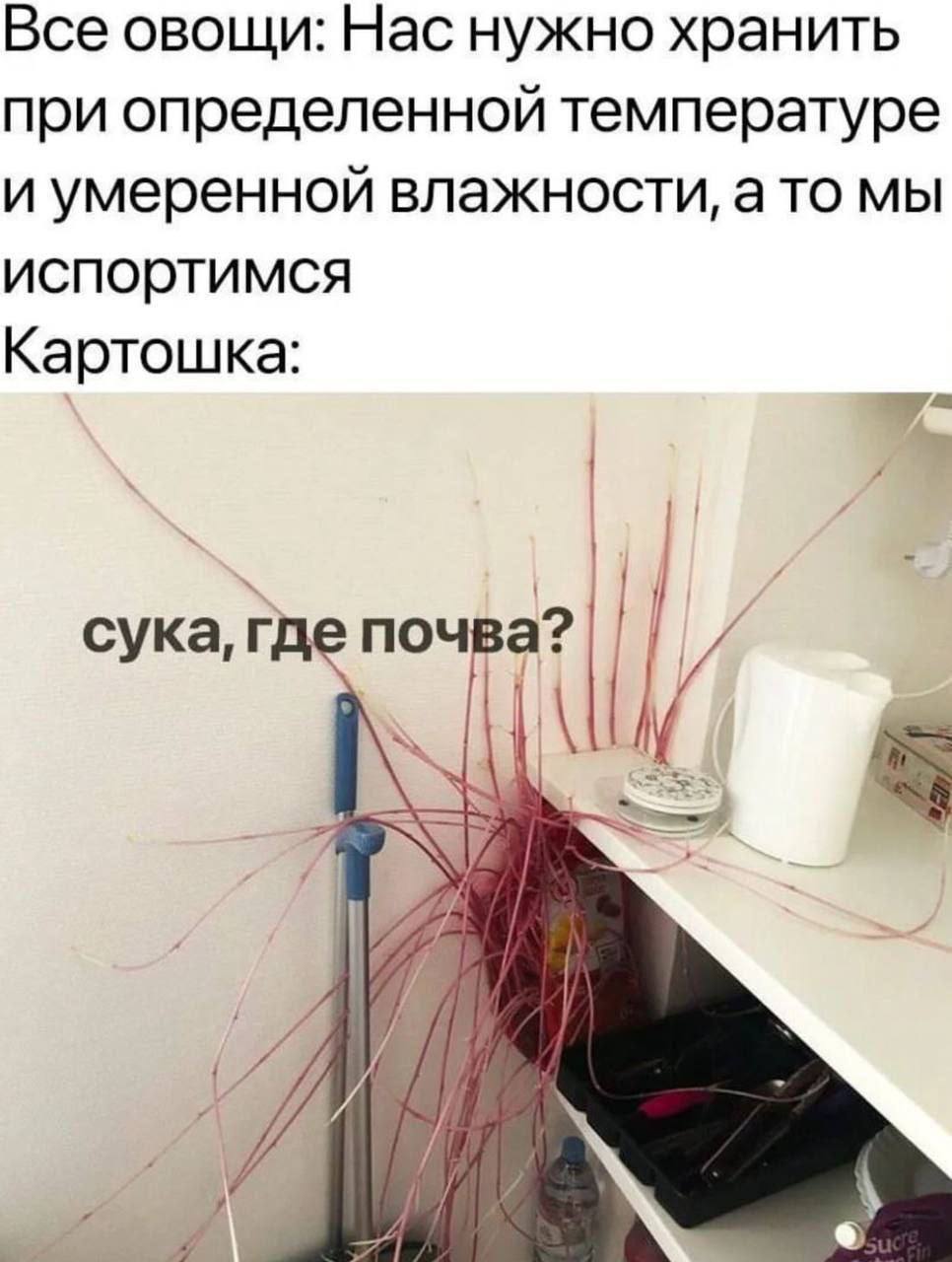 Вот примерно такой картохой я чувствовала себя весь 2024 год.
Честно говоря — ухайдохалась.
Работу поменяла, второй раз стала мамой, купила квартиру (сделка была вчера, так что можно поздравлять) | Сетка — социальная сеть от hh.ru