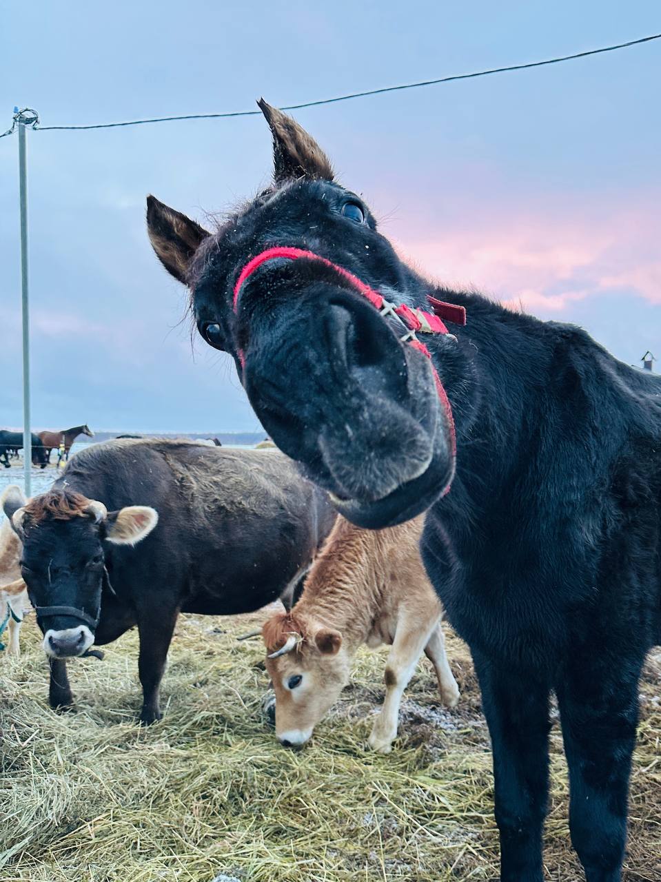 Сегодня встречали в Гришино рассвет 🌅 На первом фото Боняша 🐴 со своими подружками буренками 🐮 | Сетка — социальная сеть от hh.ru
