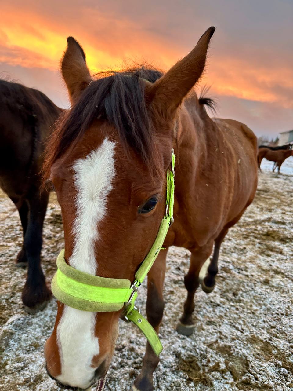 Сегодня встречали в Гришино рассвет 🌅 На первом фото Боняша 🐴 со своими подружками буренками 🐮 | Сетка — социальная сеть от hh.ru