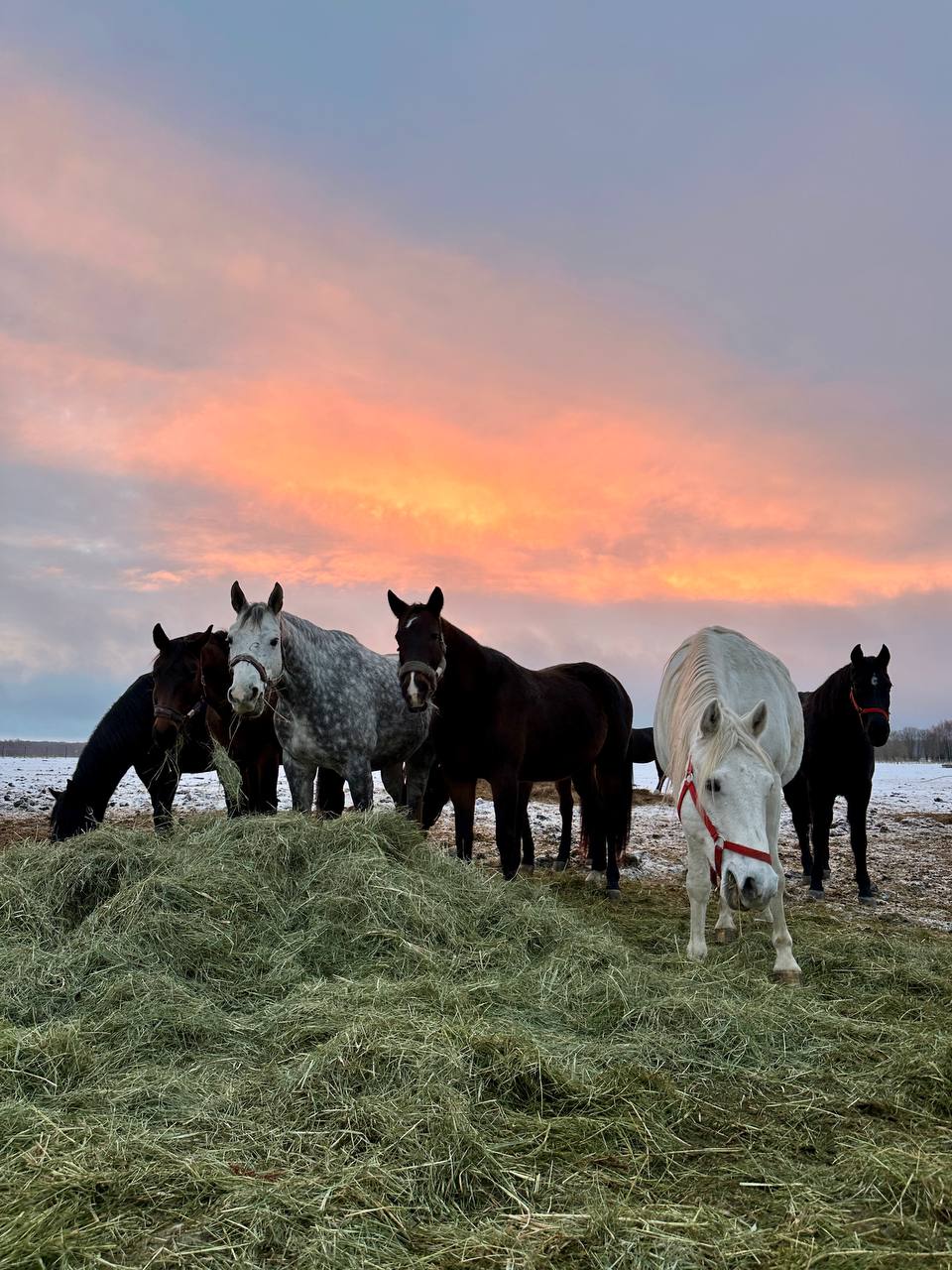 Сегодня встречали в Гришино рассвет 🌅 На первом фото Боняша 🐴 со своими подружками буренками 🐮 | Сетка — социальная сеть от hh.ru