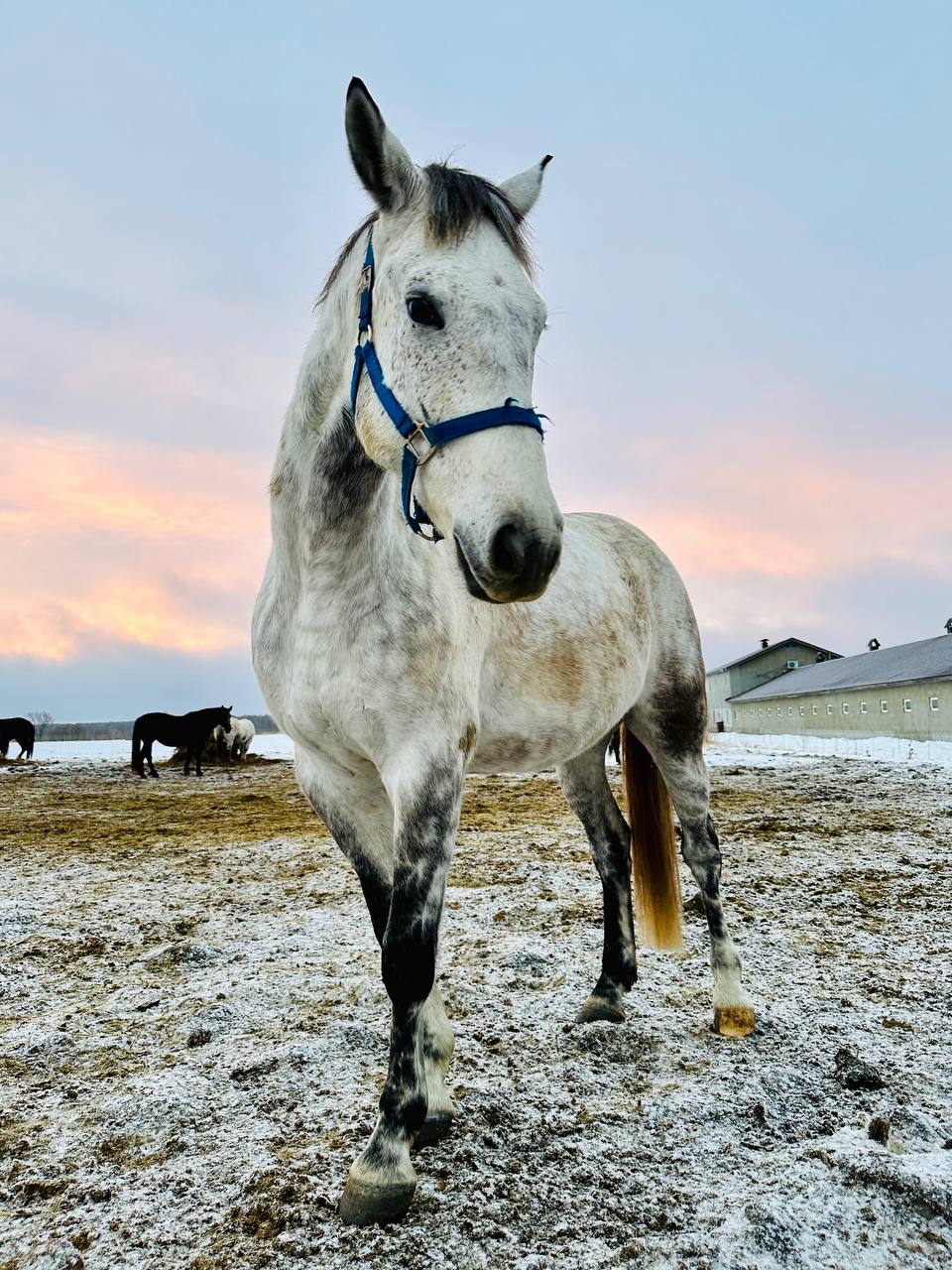 Сегодня встречали в Гришино рассвет 🌅 На первом фото Боняша 🐴 со своими подружками буренками 🐮 | Сетка — социальная сеть от hh.ru