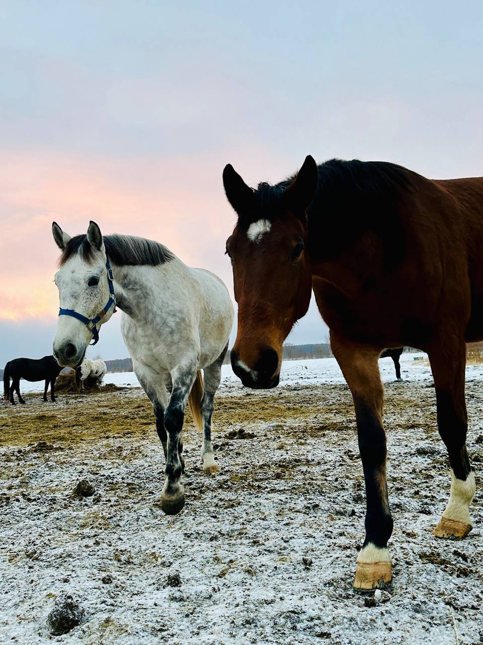 Сегодня встречали в Гришино рассвет 🌅 На первом фото Боняша 🐴 со своими подружками буренками 🐮 | Сетка — социальная сеть от hh.ru