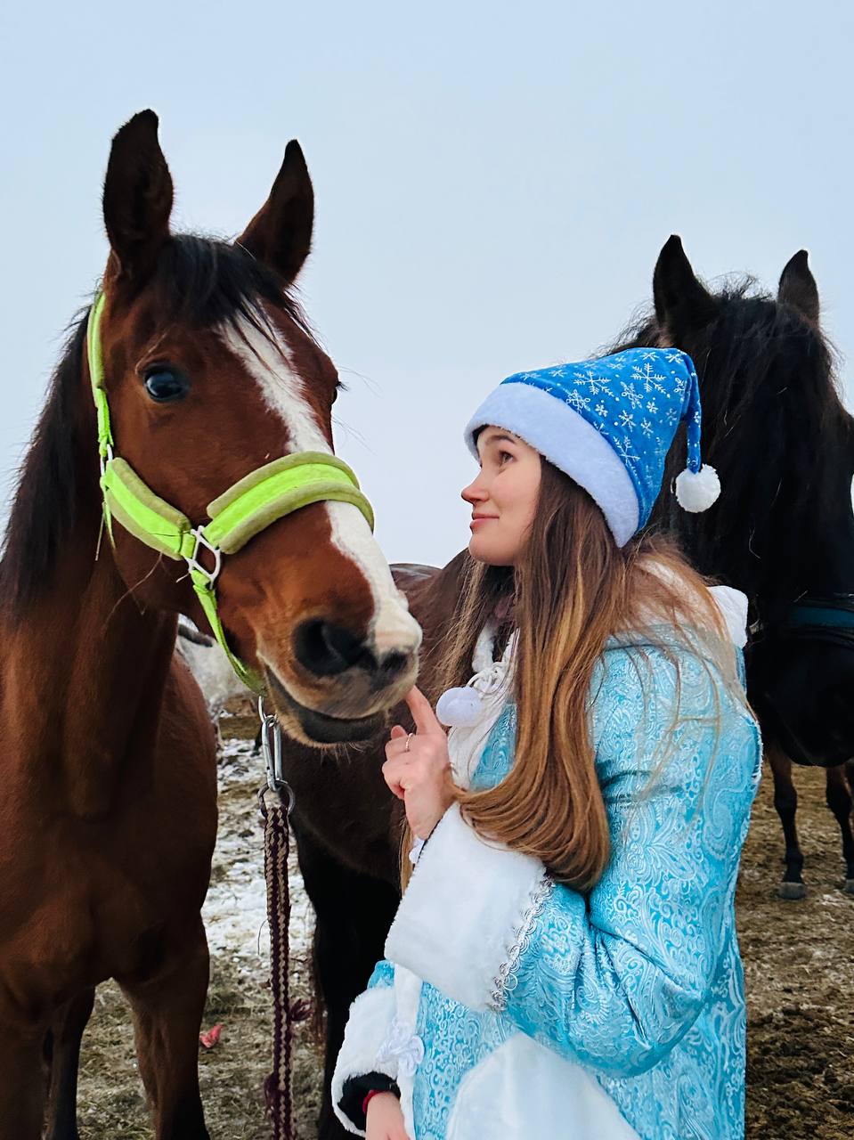 Сегодня встречали в Гришино рассвет 🌅 На первом фото Боняша 🐴 со своими подружками буренками 🐮 | Сетка — социальная сеть от hh.ru