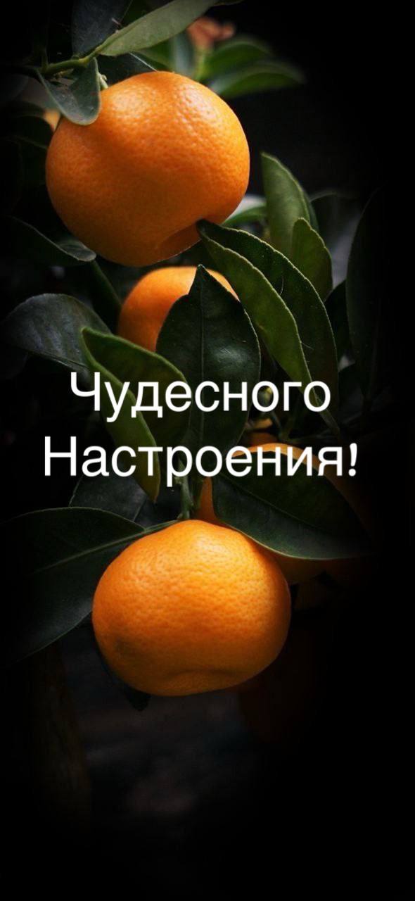 🎄 Мандариновое настроение уже бежит!!!
Уже вот вот...
а кто еще не купил? Бегите!🎄
Люблю ли я встречу Нового года?
Скорее-Да | Сетка — социальная сеть от hh.ru
