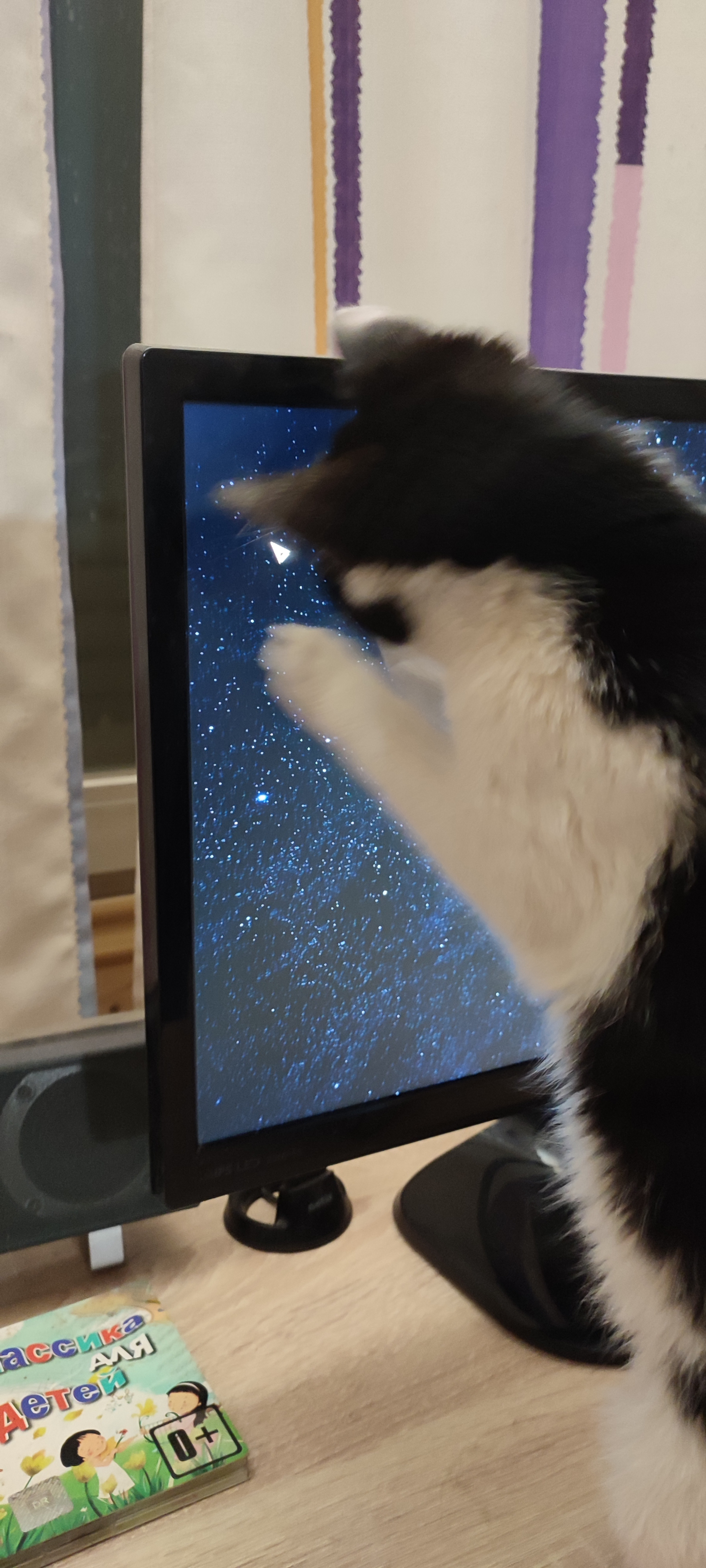 Наверное коты быстрее обезьян освоят сенсорные моноблоки:) | Сетка — социальная сеть от hh.ru