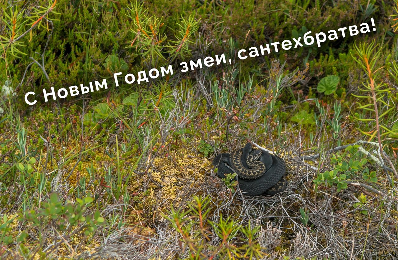 Пусть в Новом Году у вас будет больше радости и успешно завершённых объектов!
Любви и везения, Ребята!
Спасибо за вашу активность на этой страничке, спасибо, что помогаете людям, кто задаёт вопросы | Сетка — социальная сеть от hh.ru