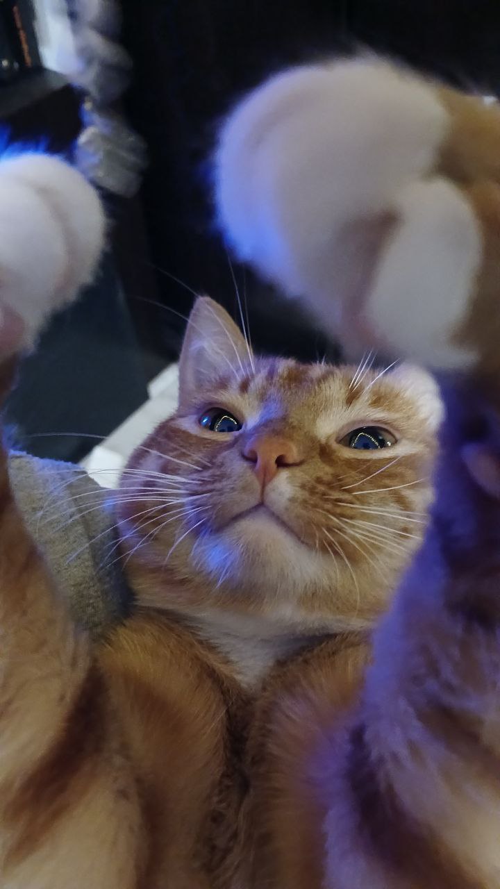 Я считаю, одна из лучших фотографий кота, которую у меня получилось сделать | Сетка — социальная сеть от hh.ru