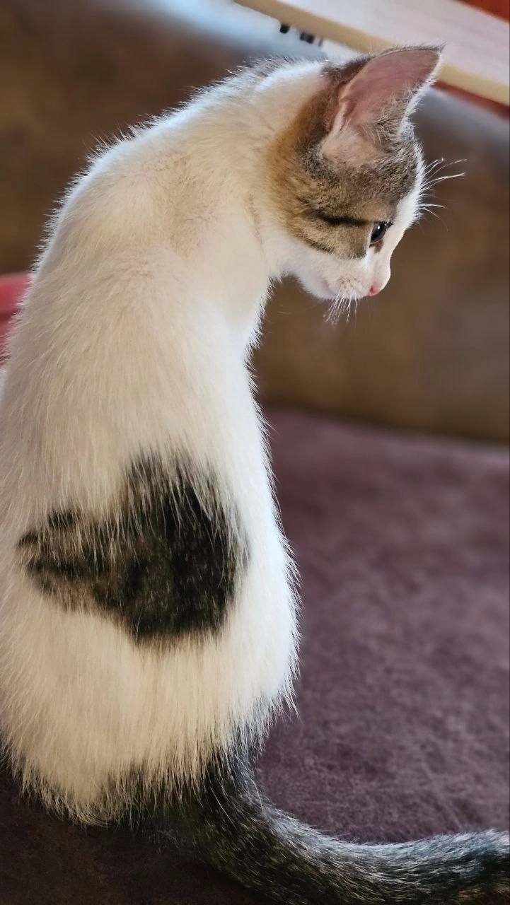 Пост Помощи
Отдадут срочно котика с сердечком ♥️ в хорошие руки. Приучен к лотку, кушает всё, привит, здоров, очень ласковый, не пакостный.
С котом отдадут лоток-туалет, наполнитель, миски, корм | Сетка — социальная сеть от hh.ru