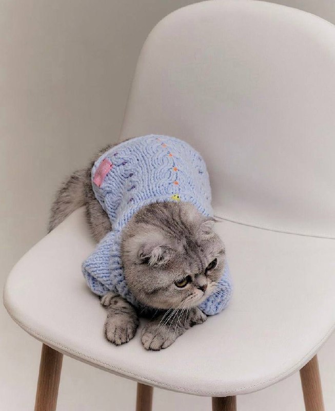 |одежда| — Мурмуризм
Милость от Мурмуризма: кошачьи свитерки, которые вяжут бабушки и дедушки по всей России | Сетка — социальная сеть от hh.ru