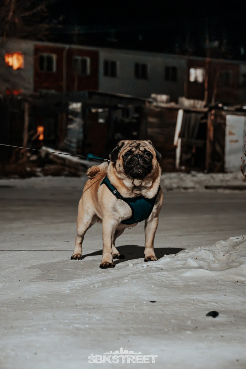 ❤️ 3 | 🐶 |➡️ sbkstreet

жду с каждого по реакции😉 | Сетка — социальная сеть от hh.ru