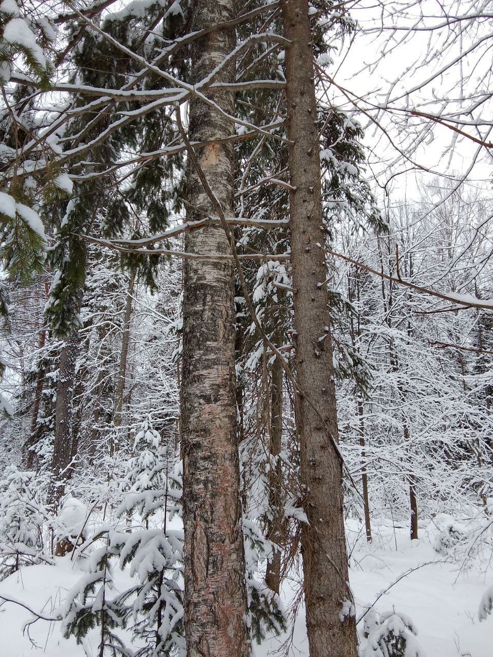 😊 🌲🌲🌲🌲🌲🌲🌲🌲
Обратите внимание, как завязан узел и заведена и зафиксирована ветка. Видимо природа так загнула и завязала 🤣🤣🤣🤣🤣🤣
На фото виден уровень мелкой моторики | Сетка — социальная сеть от hh.ru