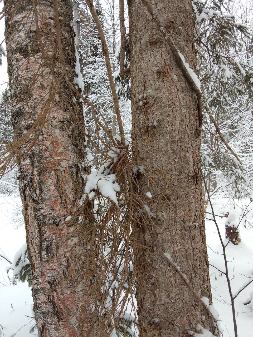 😊 🌲🌲🌲🌲🌲🌲🌲🌲
Обратите внимание, как завязан узел и заведена и зафиксирована ветка. Видимо природа так загнула и завязала 🤣🤣🤣🤣🤣🤣
На фото виден уровень мелкой моторики | Сетка — социальная сеть от hh.ru