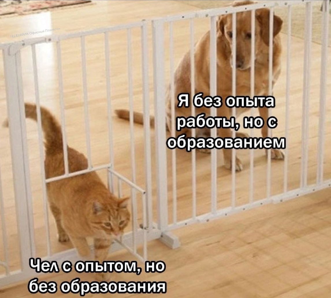 ➡️ отправь в телеге мем коллеге | Сетка — социальная сеть от hh.ru