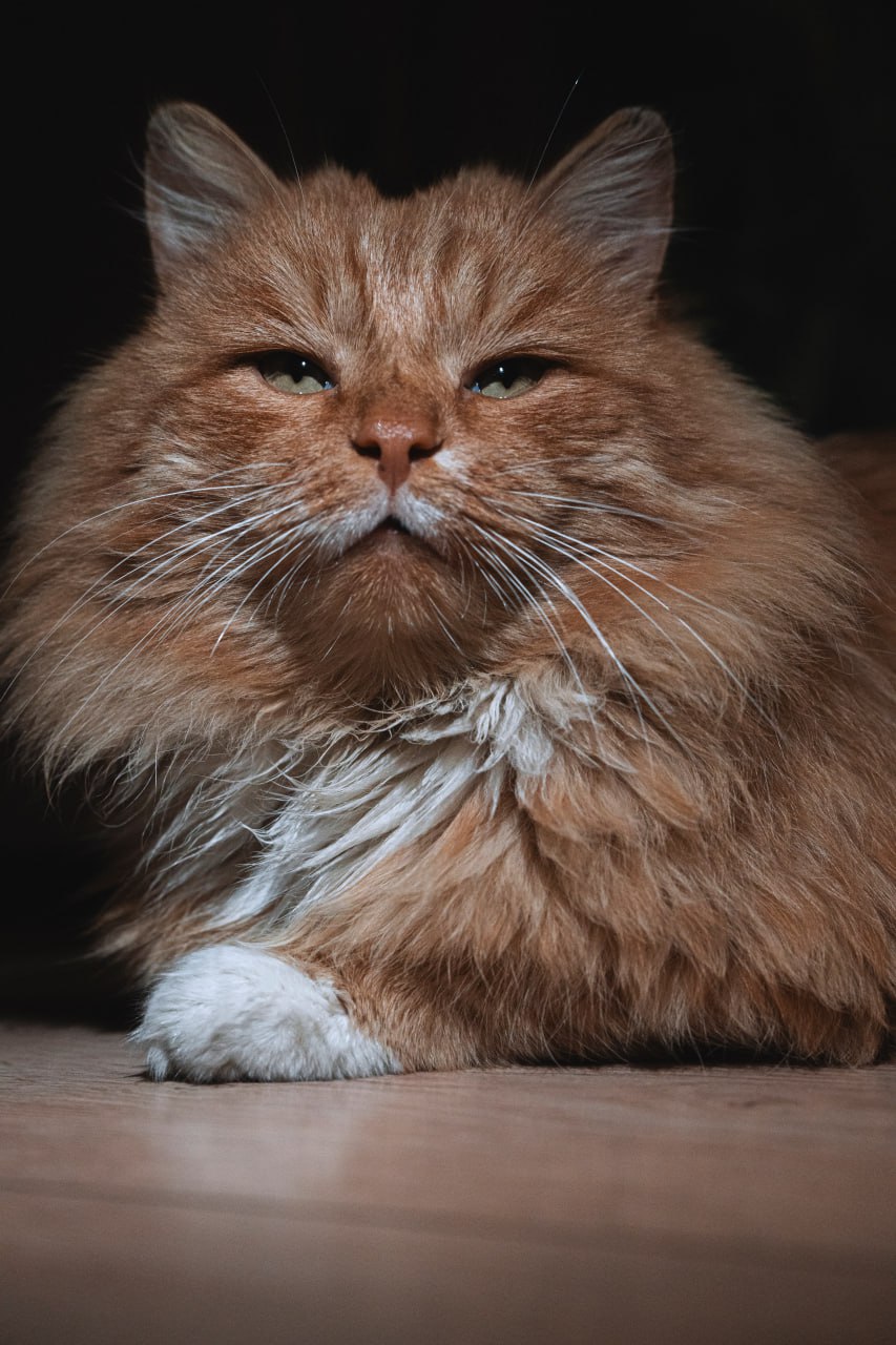 ❤️ 3 |🐱|➡️ sbkstreet
#Котик мой ждет ваших реакций 😻 | Сетка — социальная сеть от hh.ru