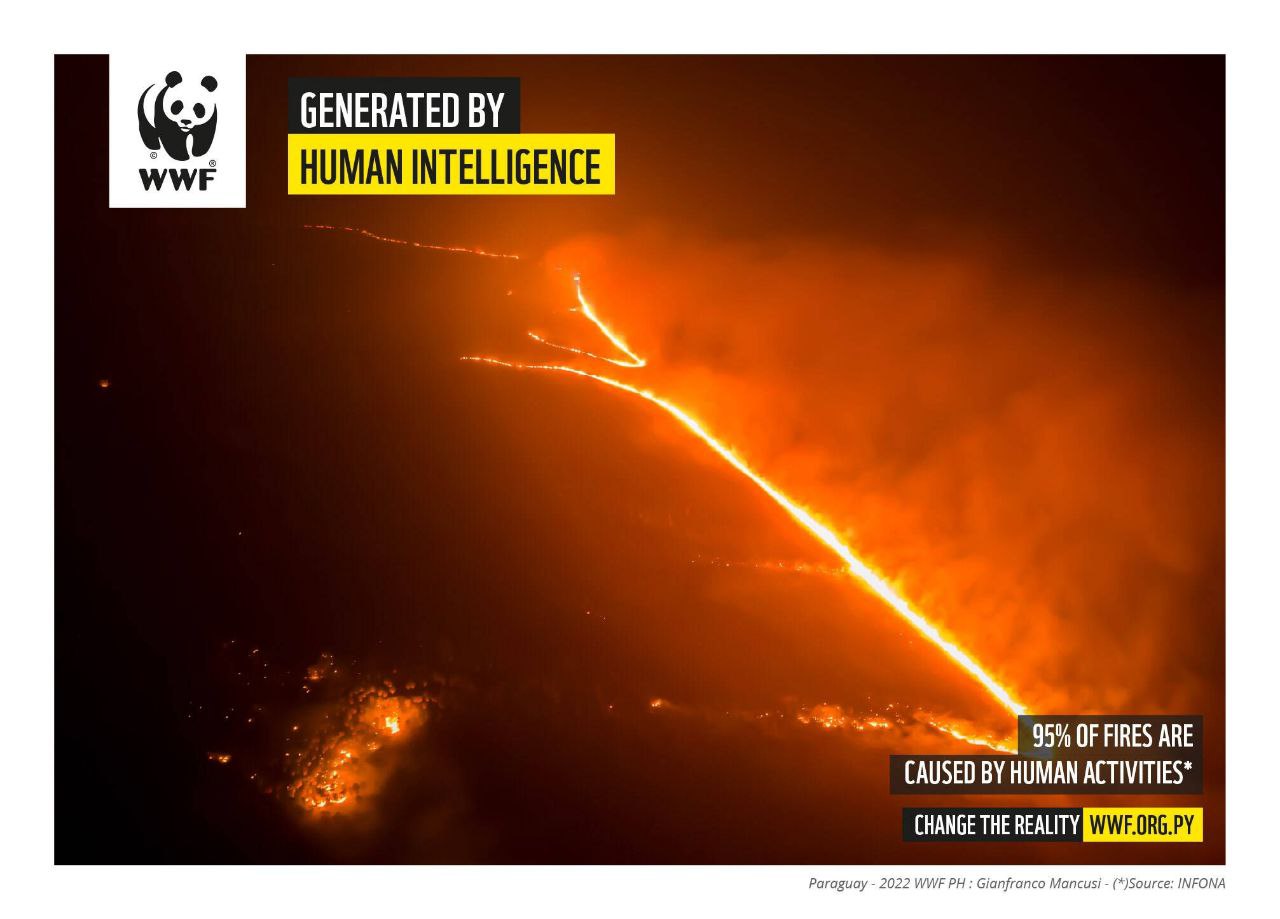 🔥WWF Парагвая придумали социальную компанию под названием "Создано человеческим интеллектом" | Сетка — социальная сеть от hh.ru
