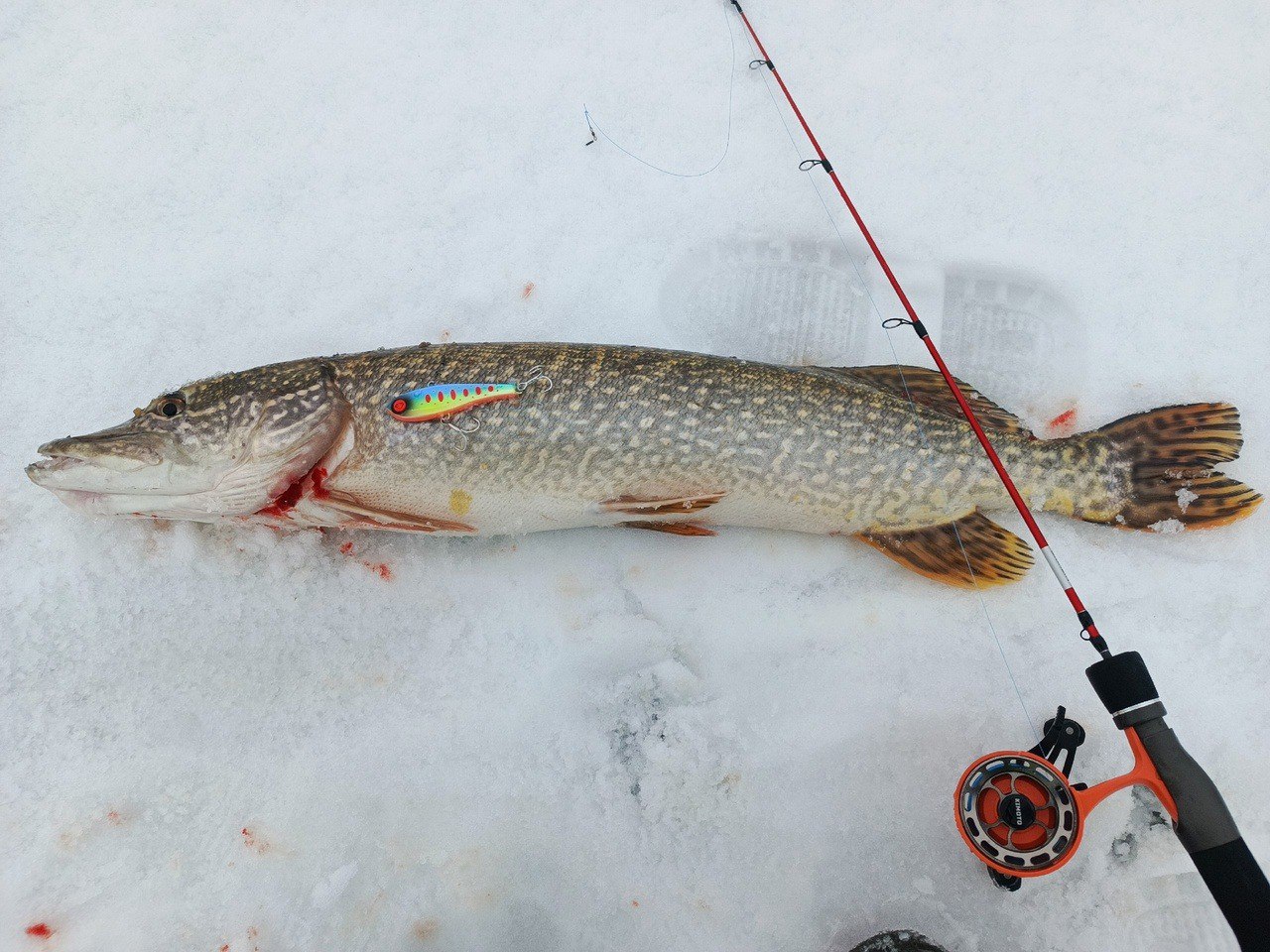Одна поклевка — Одна рыбейка 🔥👍🎣
Катушка с удилищем справились на ура, раз пять подходила к лунке 🤷‍♂️
Фрикцион на катушке отработал великолепно 🔥🔥🔥
P.S | Сетка — социальная сеть от hh.ru