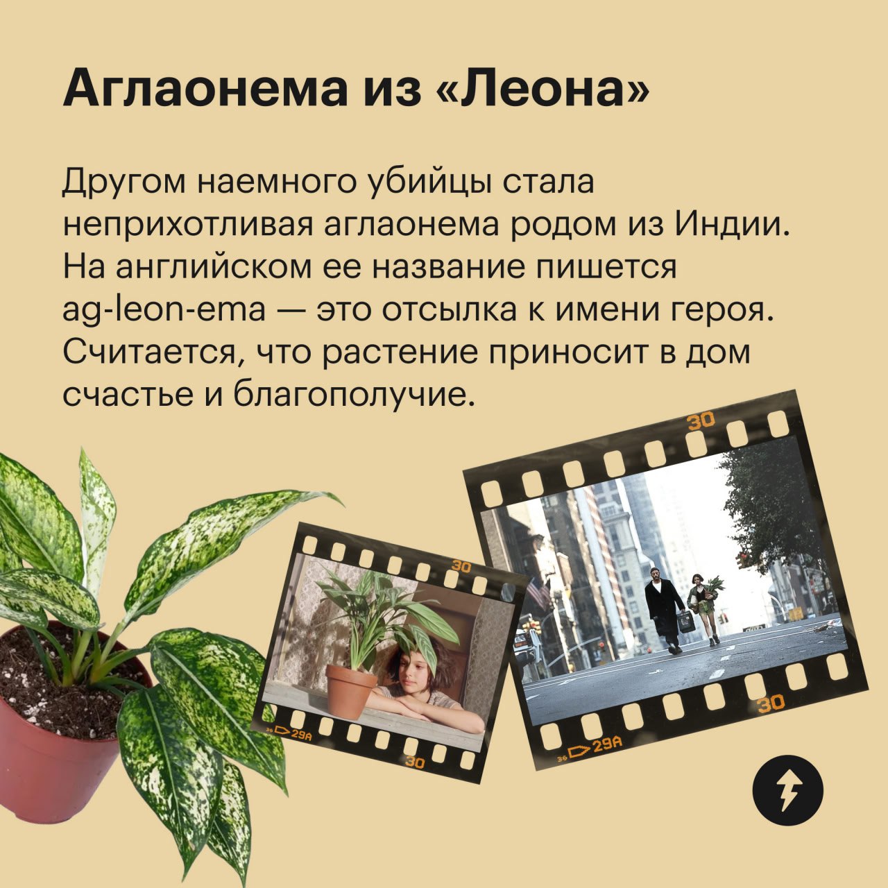 🎄 пост сдала
🪴 пост принял
Праздники отгуляли — пора приближать весну. Для этого предлагаем озеленить квартиру цветами, которые встречаются в ваших любимых фильмах | Сетка — социальная сеть от hh.ru