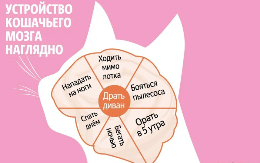 Диаграмму кошачьего поведения в студию. | Сетка — социальная сеть от hh.ru
