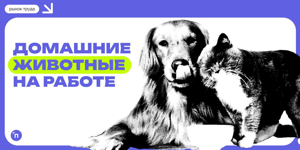 📊 Владельцы домашних животных все чаще мечтают брать питомцев с собой на работу, однако 4 из 10 их коллег против кошек и собак в офисах
Время от времени брать с собой на работу кота или собаку мечтает... | Сетка — социальная сеть от hh.ru