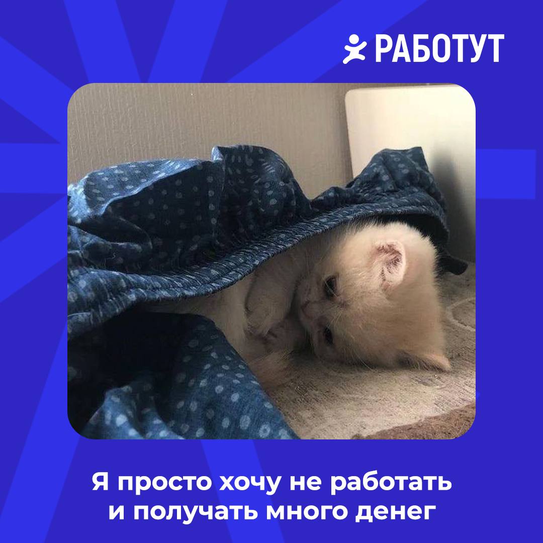Сделали мемы с милыми котами, чтобы поднять вам настроение среди рабочей недели 😄 | Сетка — социальная сеть от hh.ru
