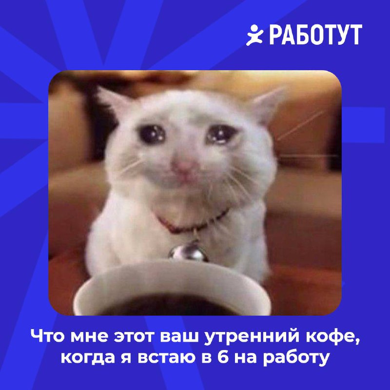 Сделали мемы с милыми котами, чтобы поднять вам настроение среди рабочей недели 😄 | Сетка — социальная сеть от hh.ru