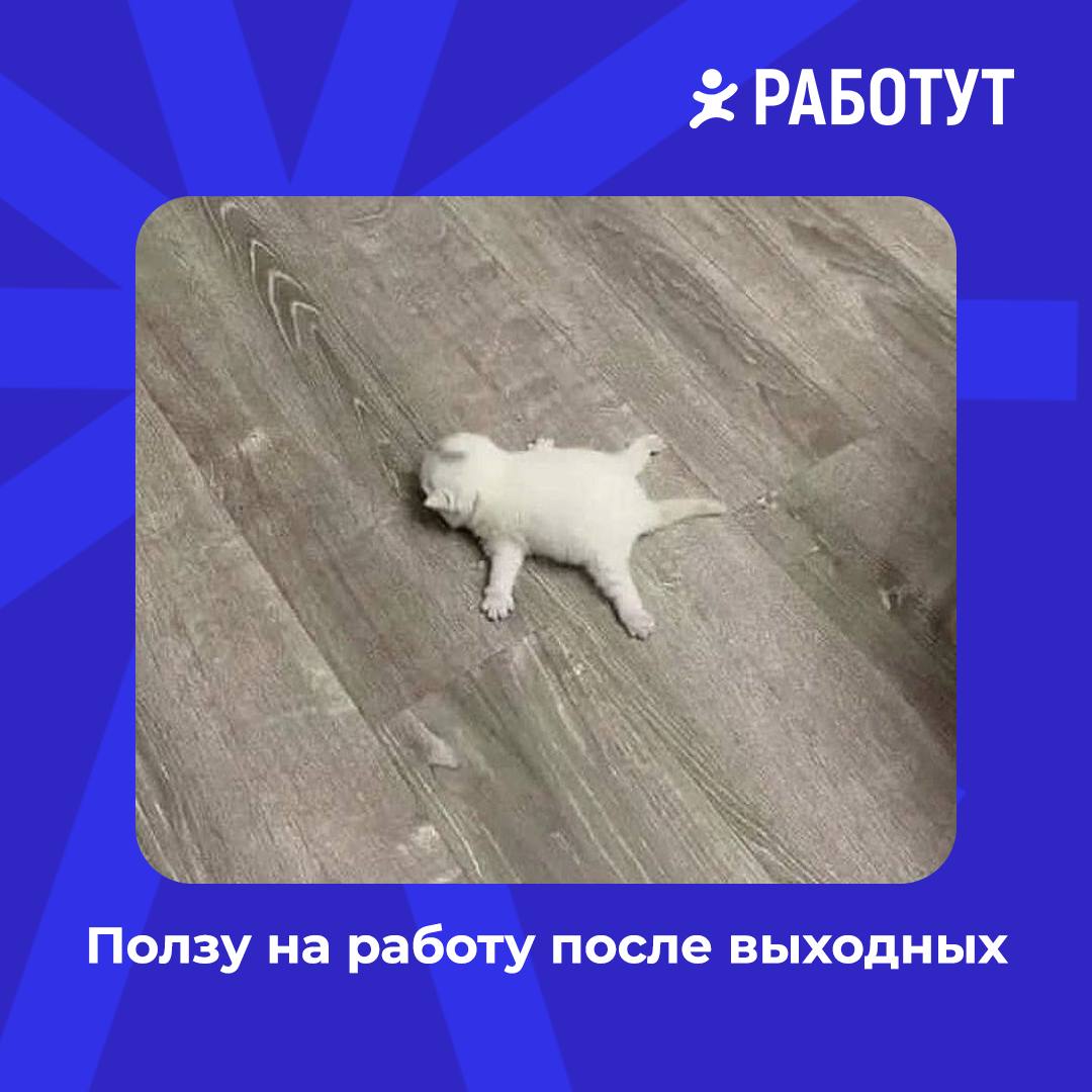Сделали мемы с милыми котами, чтобы поднять вам настроение среди рабочей недели 😄 | Сетка — социальная сеть от hh.ru