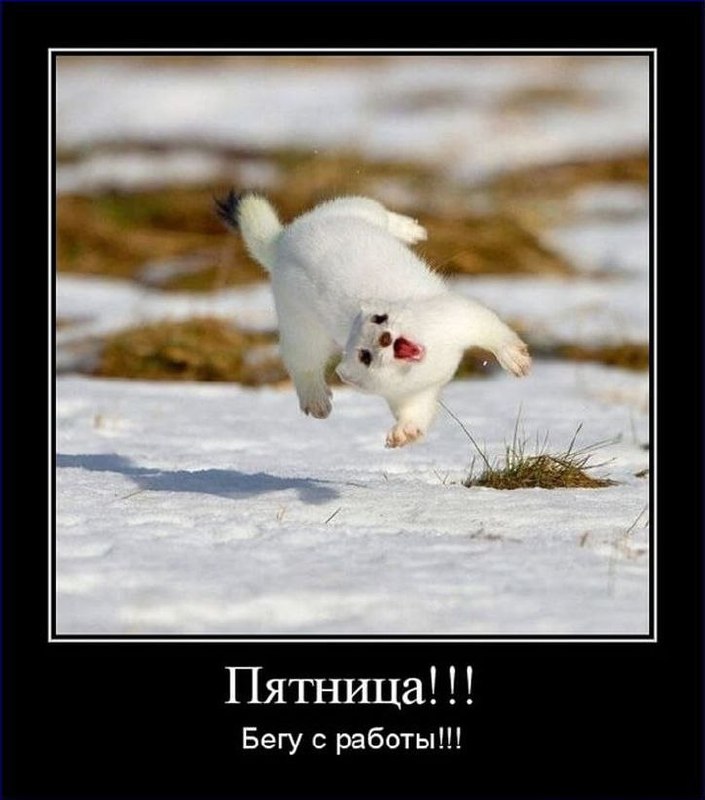 да, именно так я представляю себе вечер пятницы 😂 | Сетка — социальная сеть от hh.ru