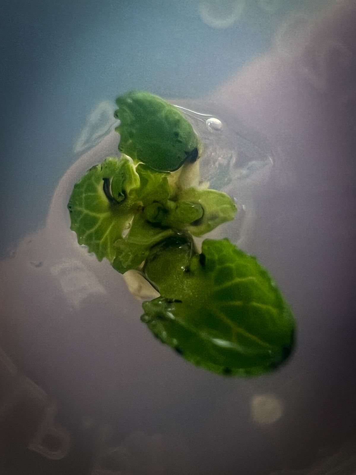 Эксперимент №46 | Сетка — социальная сеть от hh.ru