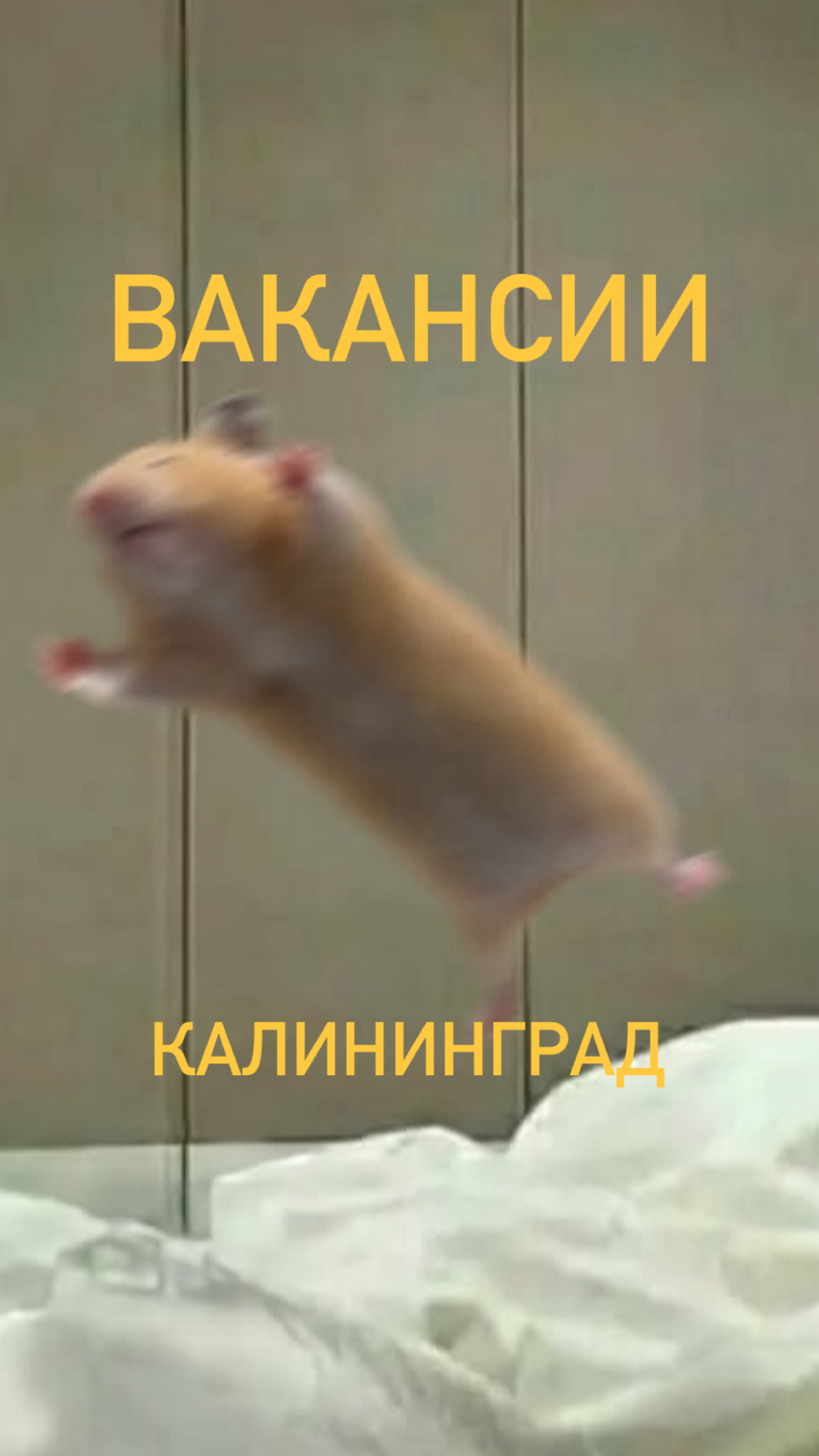 БУХГАЛТЕР | Сетка — социальная сеть от hh.ru