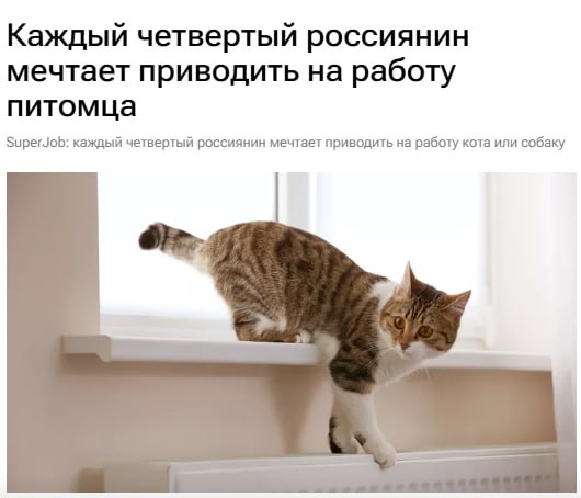 🔤🔤🔤🔤
🐱🐶Пушистый офис: мечта или кошмар?
ℹ️Каждый четвертый россиянин мечтает брать своего питомца с собой на работу, согласно опросу.
🐾 Особенно рвется к пушистому счастью молодежь до 35 лет (37%) | Сетка — социальная сеть от hh.ru