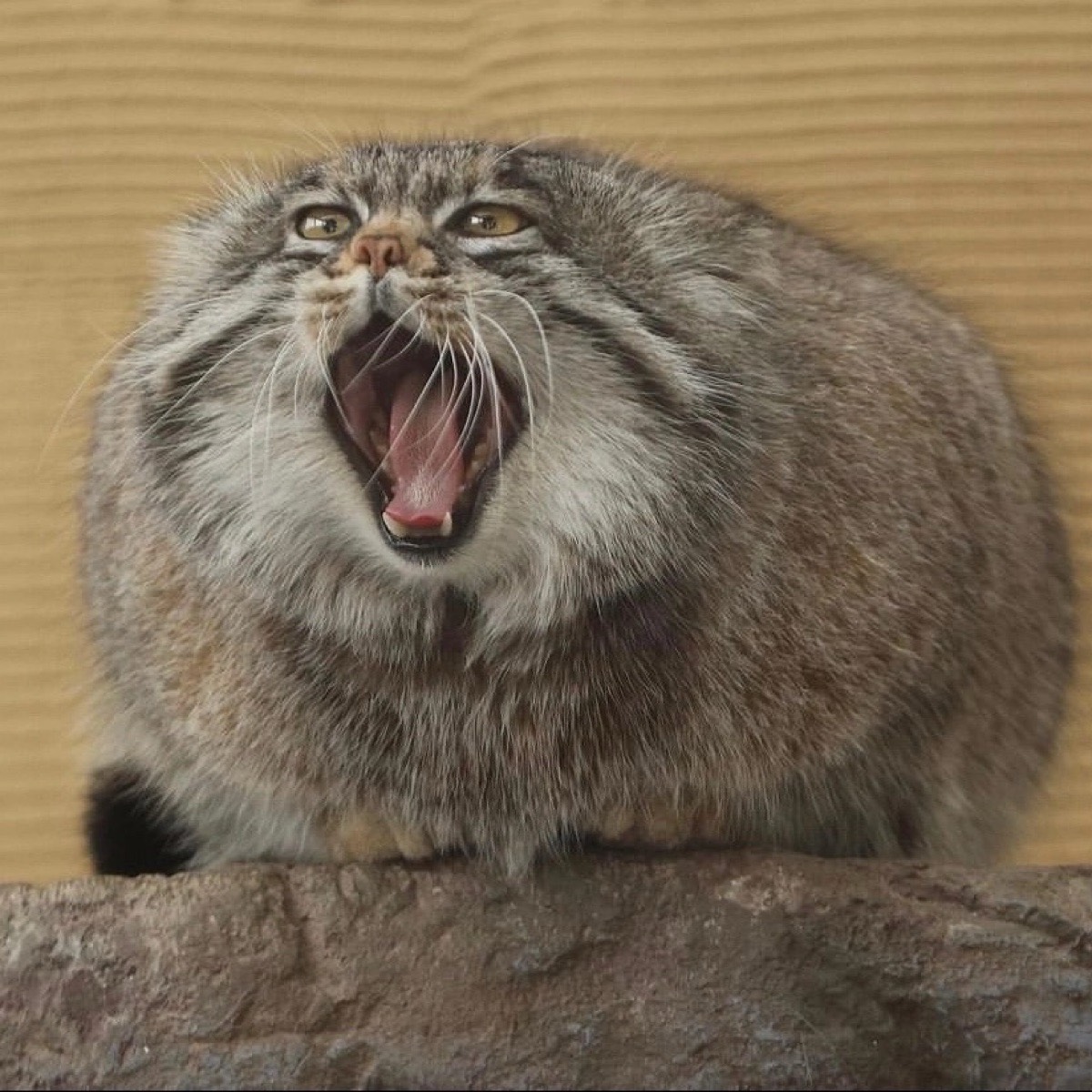 Даниил Дегтярев | Сетка — социальная сеть от hh.ru