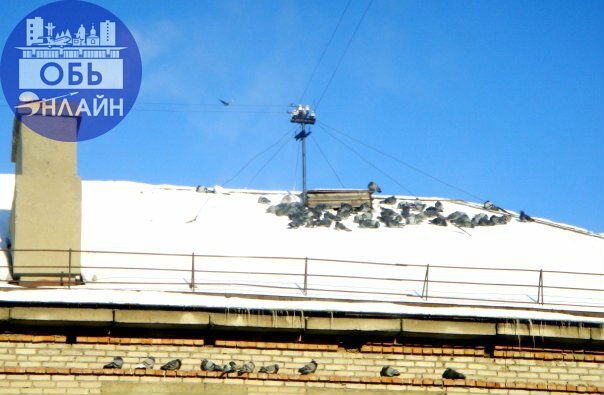 ↗ 22 января
Народный календарь, приметы и фольклор Руси
День Евстратия.
Коли домашний скот, выпущенный во двор, будет стремиться вернуться в хлев — быть снегу и холоду.
Ясный день сулит хороший урожай | Сетка — социальная сеть от hh.ru