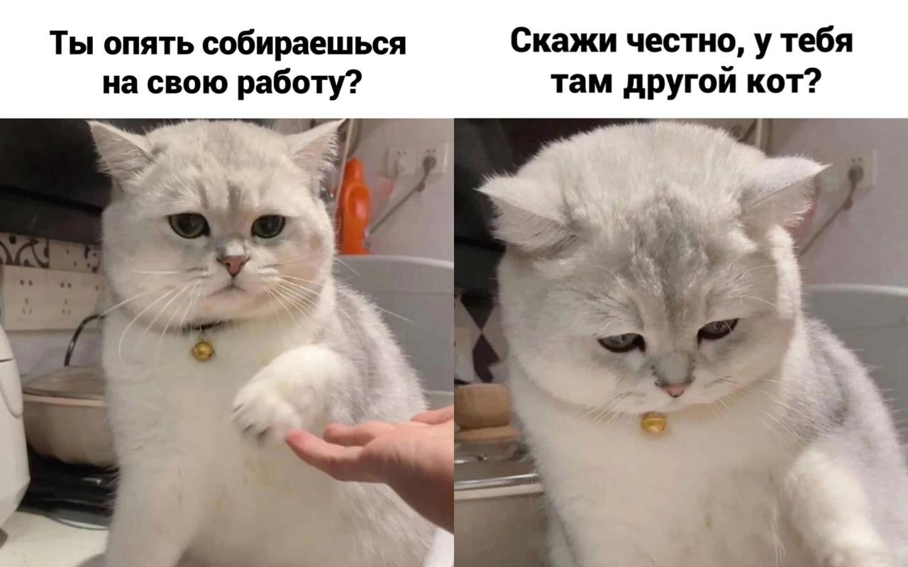 Как создать офис, где и вы, и питомцы будете счастливы?🐾
Если хотите, чтобы ваш офис стал не только продуктивным, но и комфортным для пушистых, пернатых и чешуйчатых друзей, приготовьтесь к небольшому... | Сетка — социальная сеть от hh.ru