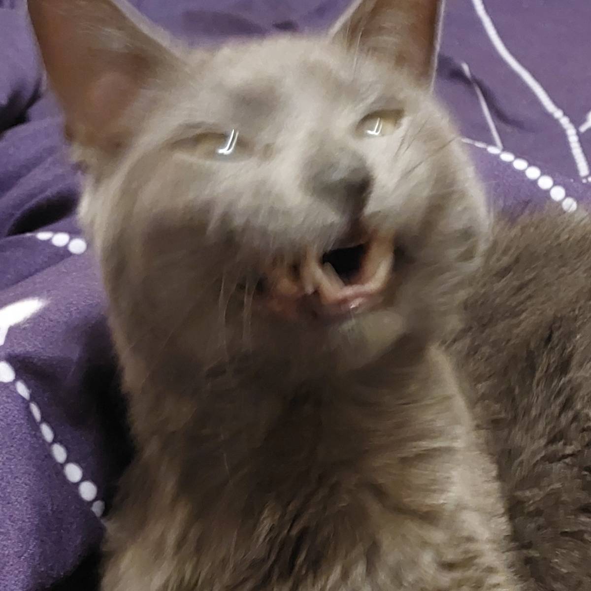 Ярослава Шатравко