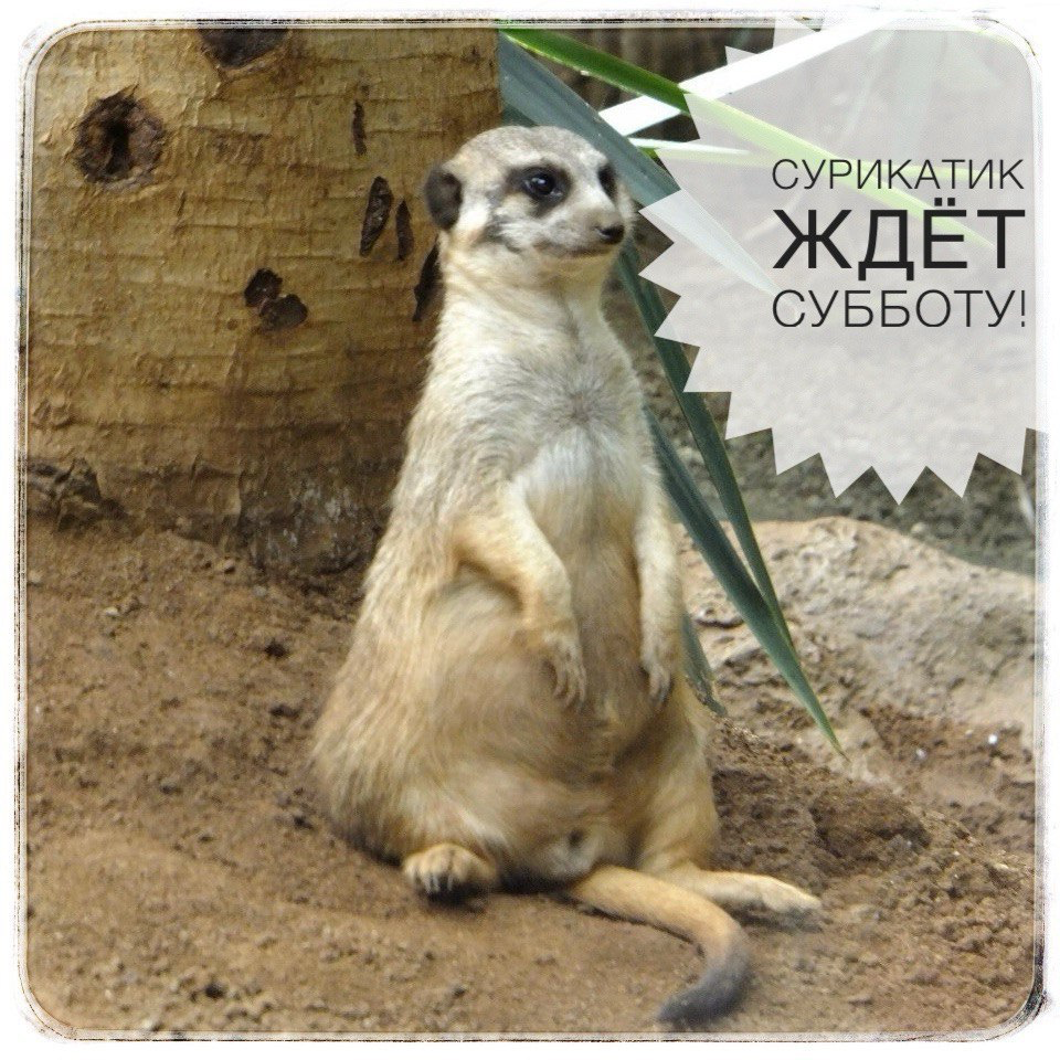 Пятничное настроение
Скажите, пожалуйста, а ваши дни тоже галопируют в бешеном темпе? Неделя просто «просвистела»!
Валидатор в троллейбусе мерзким голосом сообщает почти каждому пассажиру после считыв... | Сетка — социальная сеть от hh.ru