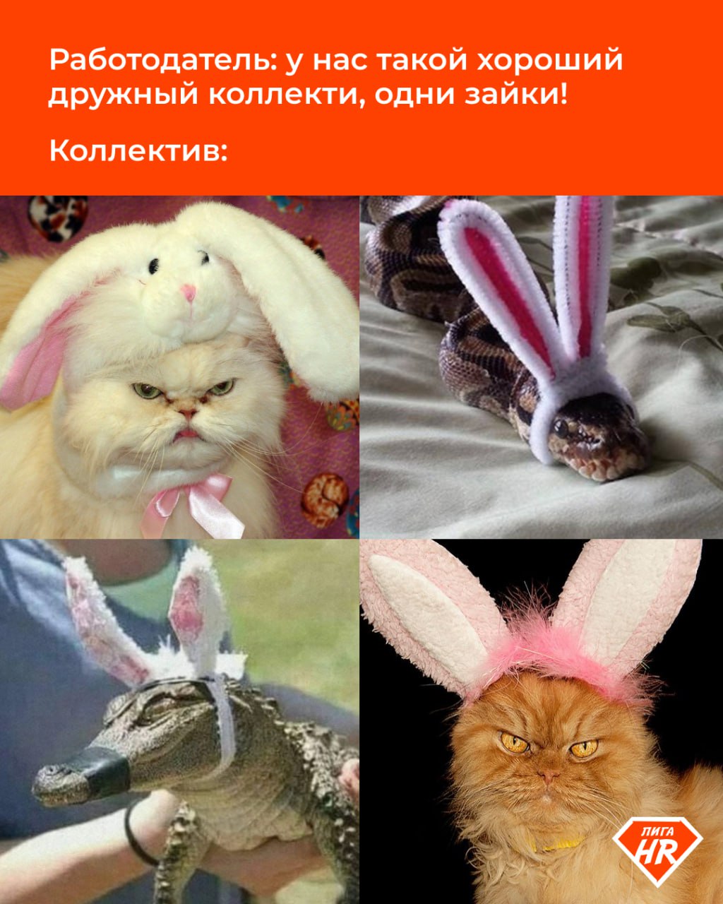Похоже на ваш коллектив? 😁 | Сетка — социальная сеть от hh.ru