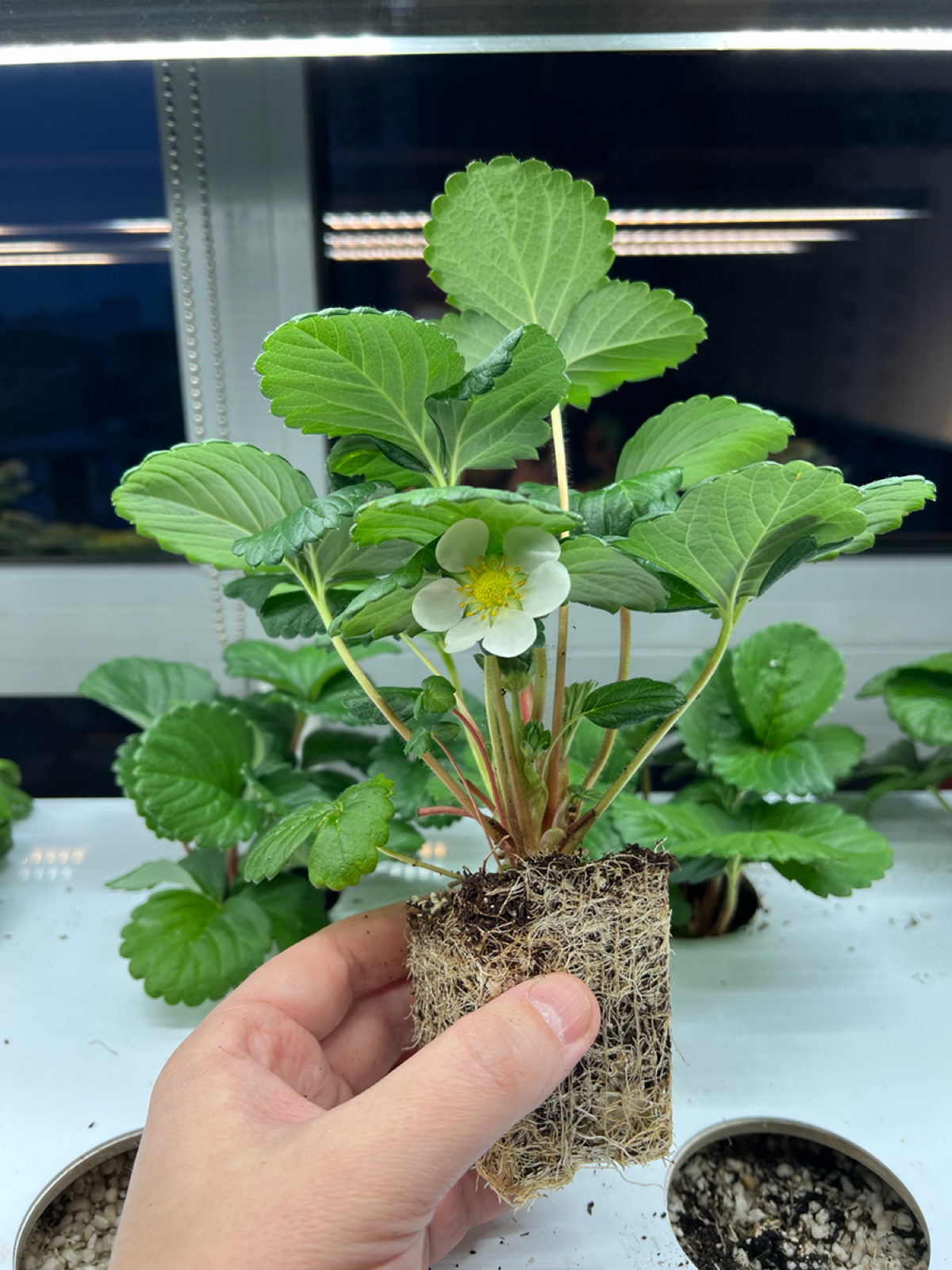 Клубничный флешбэк | Сетка — социальная сеть от hh.ru