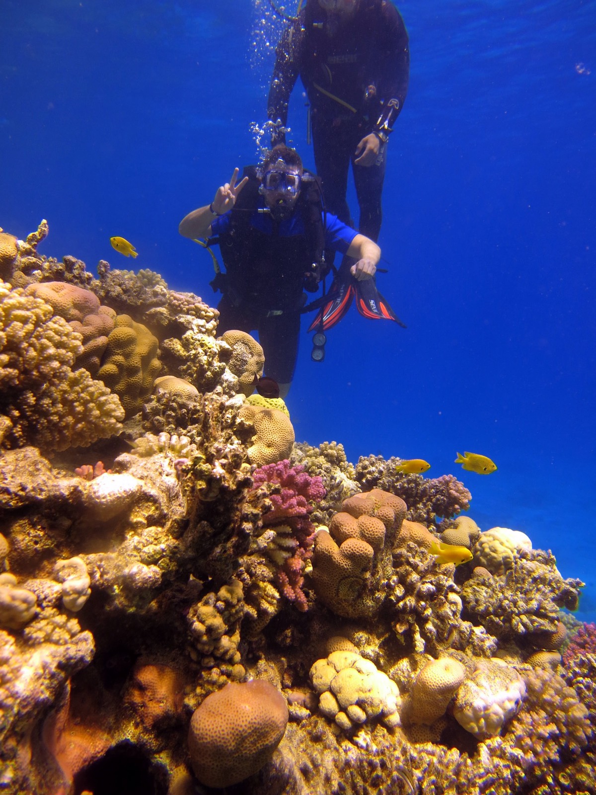 Адель Аминов