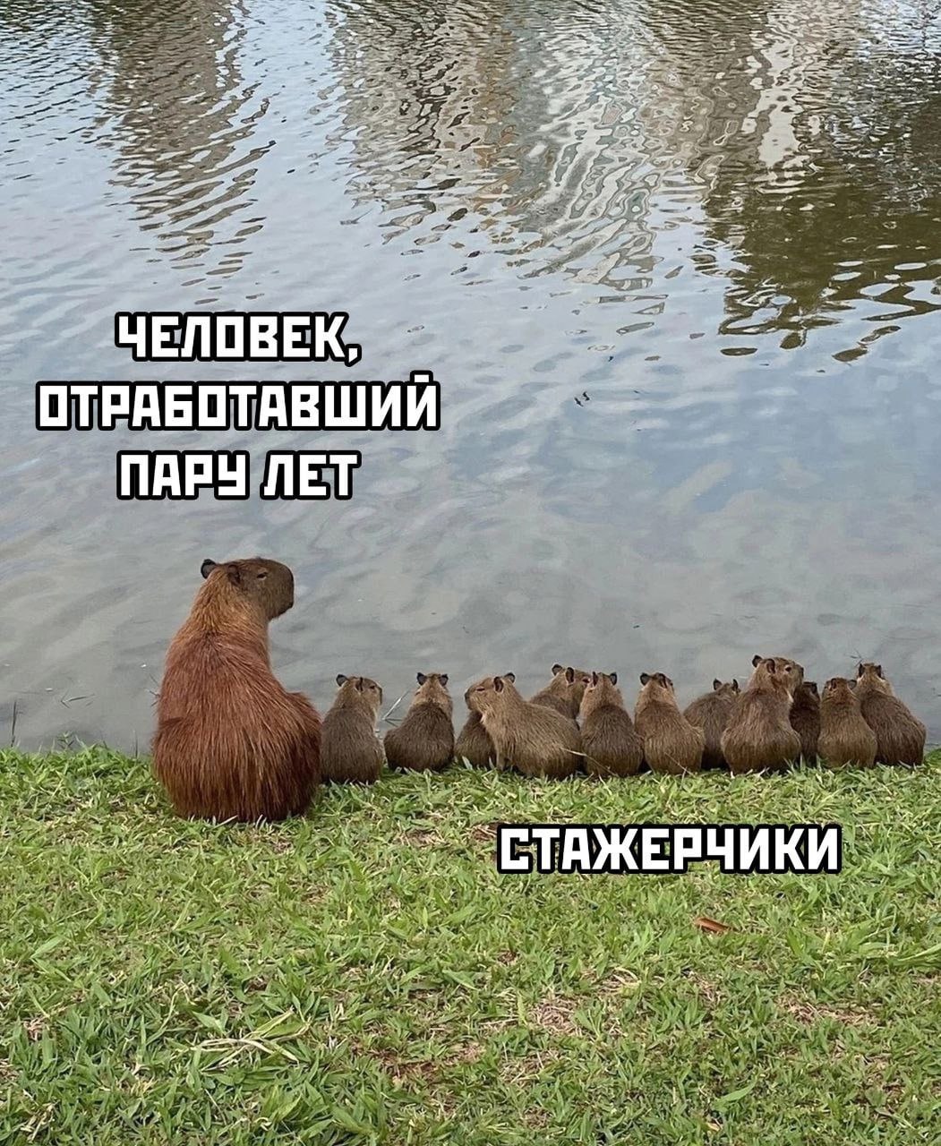 📊 KPI по мемам | Сетка — социальная сеть от hh.ru
