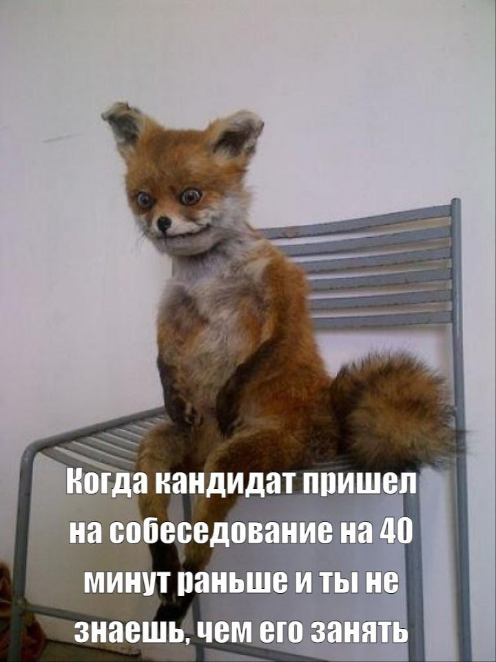 Начинается импровизированный стендап 😂🤡 | Сетка — социальная сеть от hh.ru