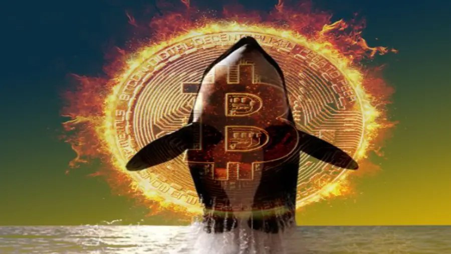 CryptoQuant: Доля новых «китов» биткоина увеличилась до 60% | Сетка — социальная сеть от hh.ru